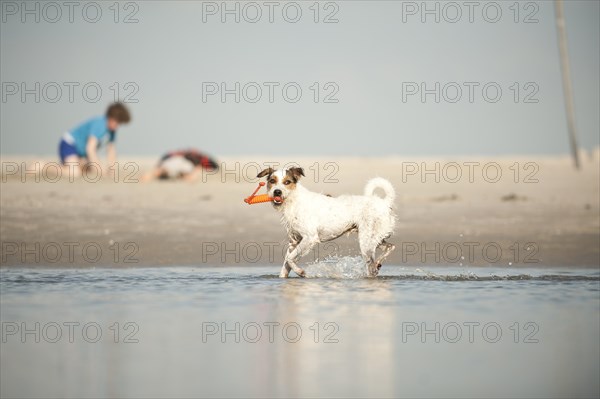 Parson Russell Terrier playing at the beach