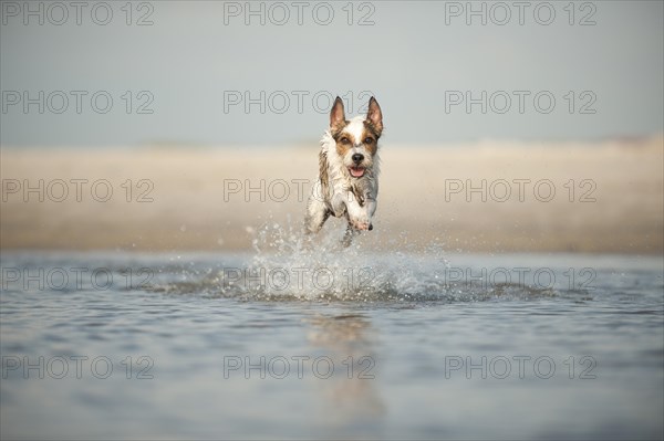 Parson Russell Terrier running through the water