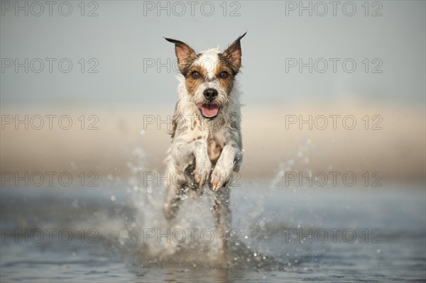 Parson Russell Terrier running through the water