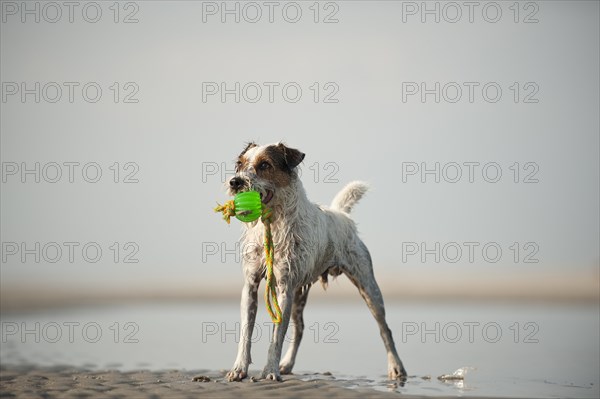 Parson Russell Terrier playing at the beach