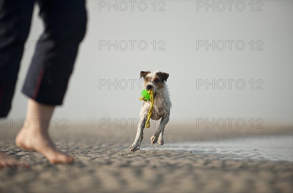 Parson Russell Terrier playing with the dog owner on the beach