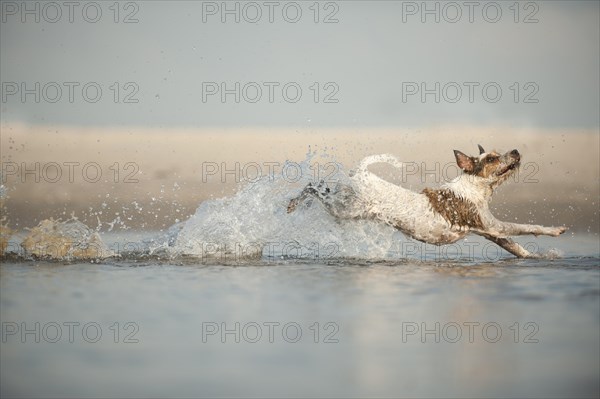 Parson Russell Terrier running through water