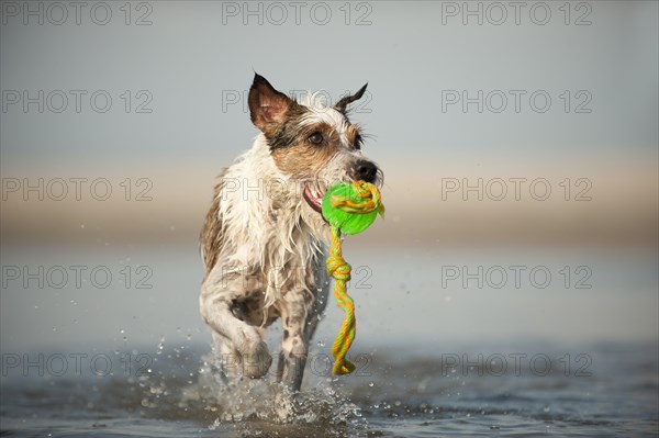 Parson Russell Terrier playing at the beach