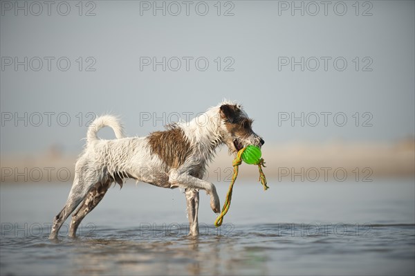 Parson Russell Terrier playing at the beach