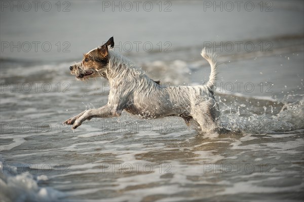 Parson Russell Terrier playing in the water