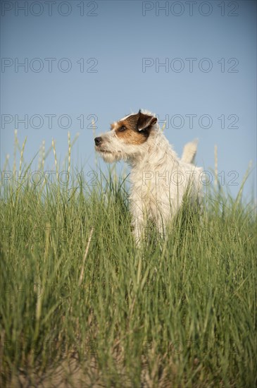 Parson Russell Terrier standing in grass