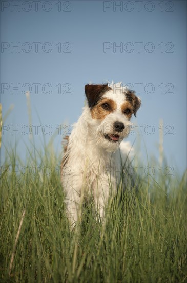 Parson Russell Terrier standing in grass