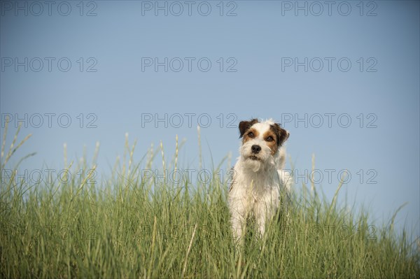 Parson Russell Terrier standing in the grass