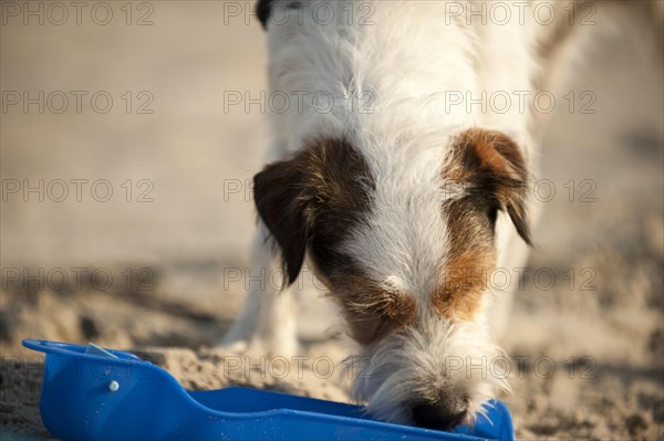 Parson Russell Terrier drinking from a water bowl