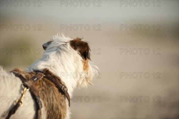 Parson Russell Terrier