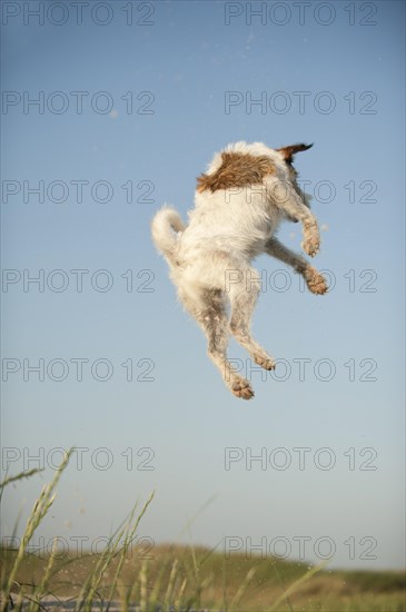 Jumping Jack Russell Terrier