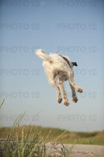 Jumping Jack Russell Terrier