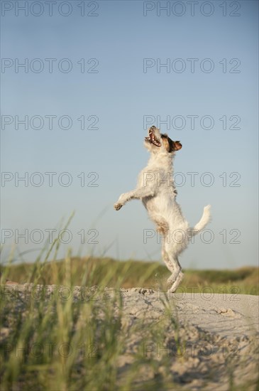 Jumping Jack Russell Terrier