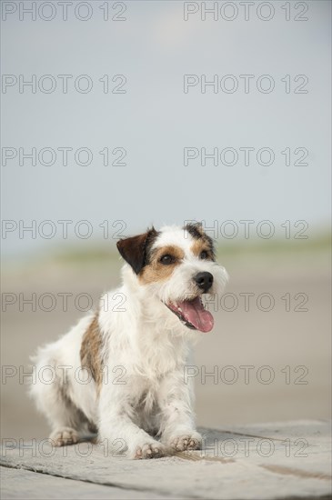 Lying Parson Russell Terrier
