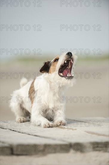 Lying Parson Russell Terrier
