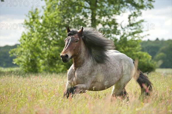 Belgian Draft horse galloping across a meadow