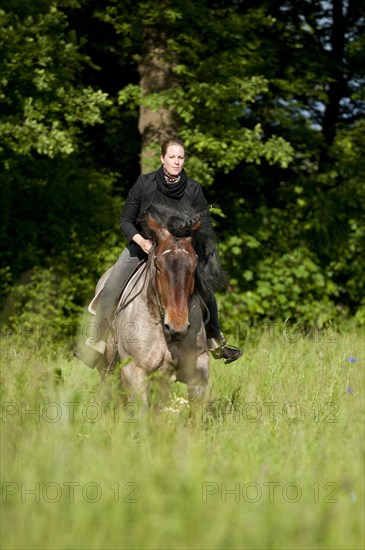 Woman riding a Belgian Draft Horse in a meadow
