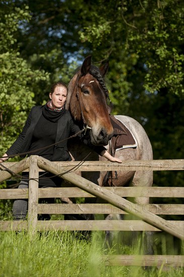 Woman with a Belgian Draft Horse at a fence
