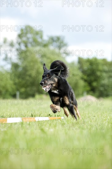 Mixed-breed dog during longeing training