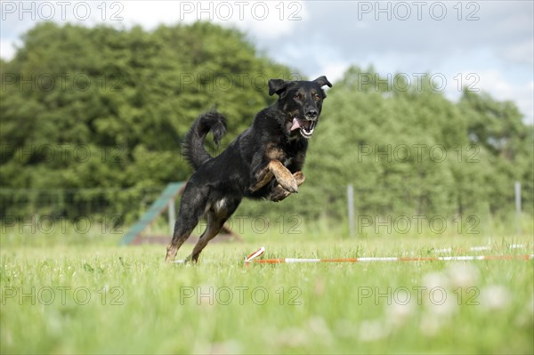 Mixed-breed dog during longeing training