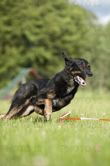 Mixed-breed dog during longeing training