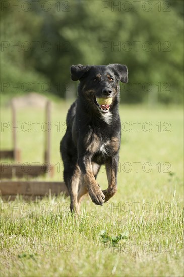 Mixed-breed dog jumping over a hurdle