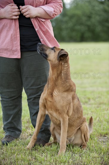 Mixed-breed dog sitting beside its owner