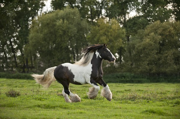 Irish Tinker galloping across a meadow