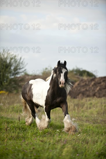 Irish Tinker trotting across a meadow