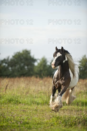 Irish Tinker trotting across a meadow