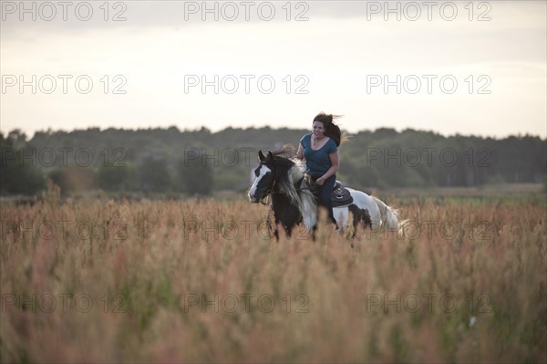 Woman gallopping on an Irish Tinker across a meadow