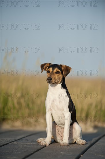 Sitting Dansk-Svensk Gardshund or Danish-Swedish Farmdog