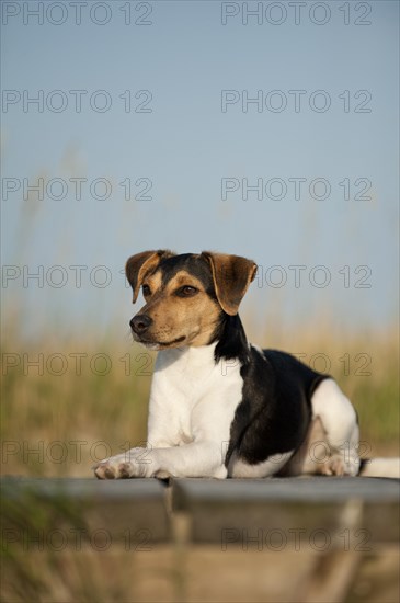 Lying Dansk-Svensk Gardshund or Danish-Swedish Farmdog