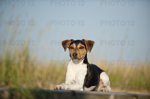 Lying Dansk-Svensk Gardshund or Danish-Swedish Farmdog