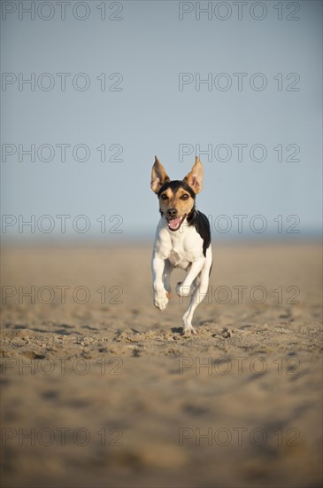 Dansk-Svensk Gardshund or Danish-Swedish Farmdog running on the beach