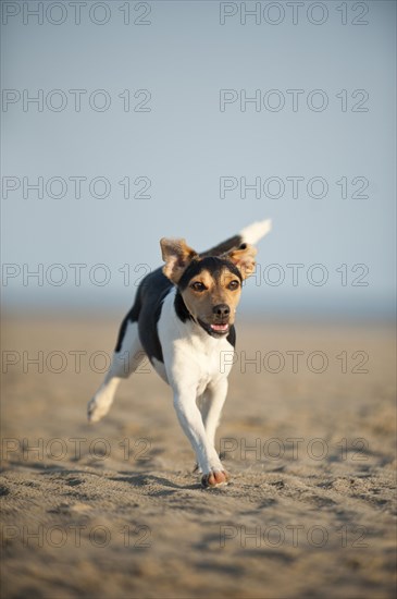 Dansk-Svensk Gardshund or Danish-Swedish Farmdog running along the beach