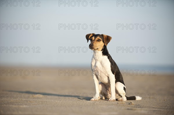 Sitting Dansk-Svensk Gardshund or Danish-Swedish Farmdog