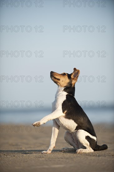 Sitting Dansk-Svensk Gardshund or Danishâ€“Swedish Farmdog offering its paw