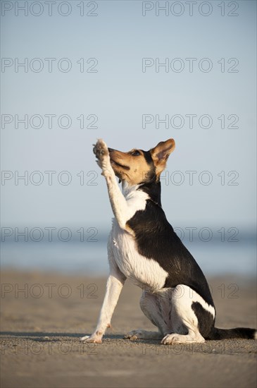 Sitting Dansk-Svensk Gardshund or Danishâ€“Swedish Farmdog offering its paw