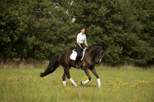 Woman riding a Hanoverian horse across a meadow