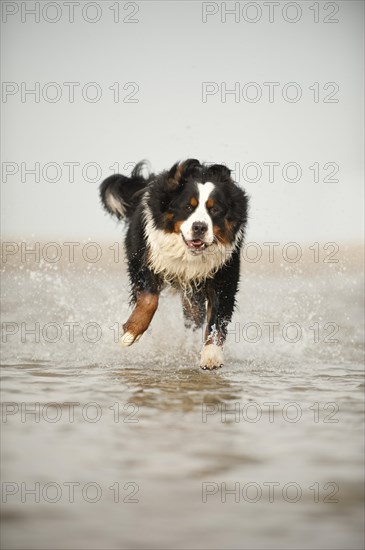 Bernese Mountain Dog running through the water