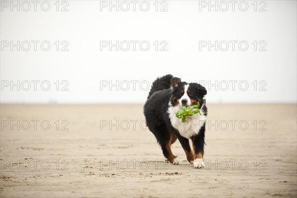 Bernese Mountain Dog retrieving a toy on the beach