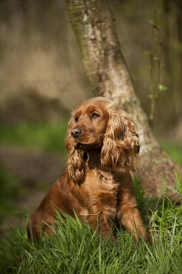 Cocker Spaniel