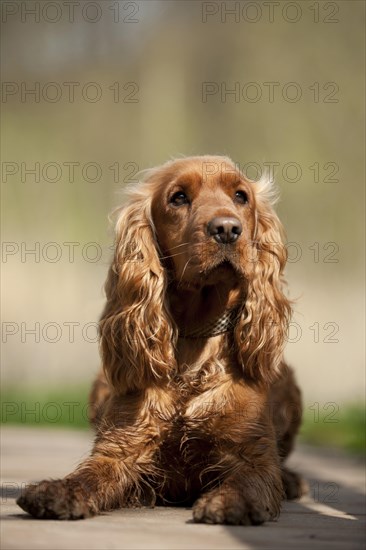 Cocker Spaniel