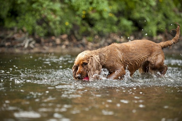 Cocker Spaniel