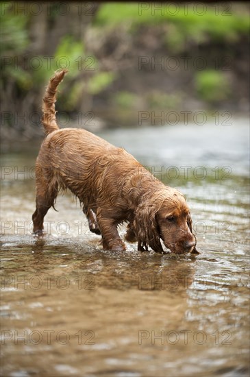 Cocker Spaniel