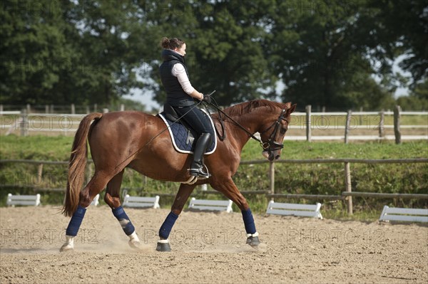 Woman riding a trotting Hanoverian horse