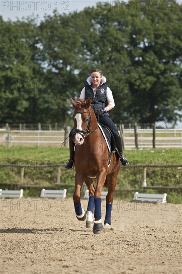 Woman riding a galloping Hanoverian horse