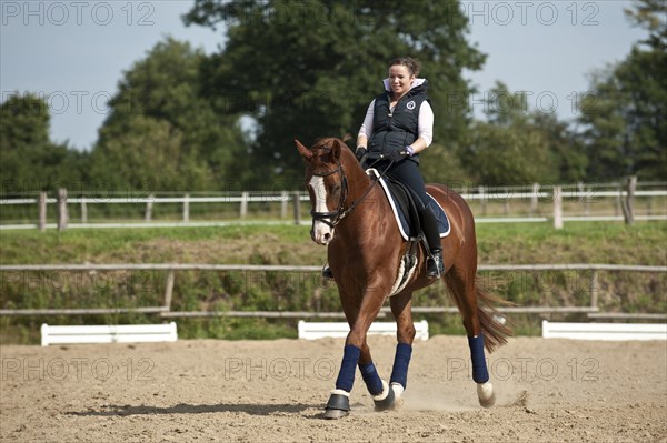 Woman riding a trotting Hanoverian horse