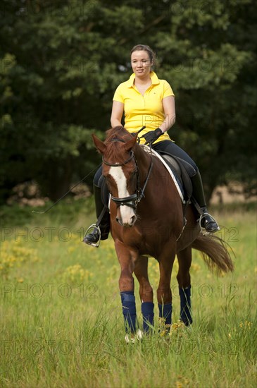 Woman riding a trotting Hanoverian horse